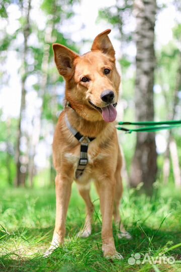 Собака по кличке Модус ищет хозяина