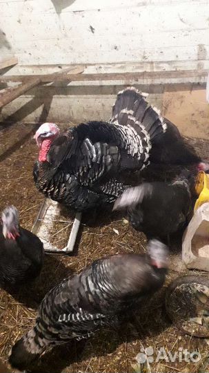 Инкубационное яйцо индейки и кур микс