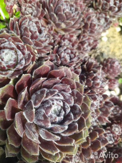 Растения для вашего сада