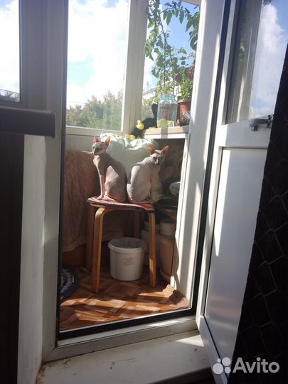 Канадский сфинкс котенок