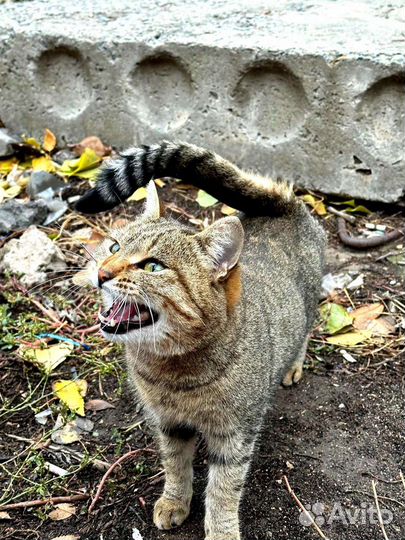 Молодая кошка погибает на улице