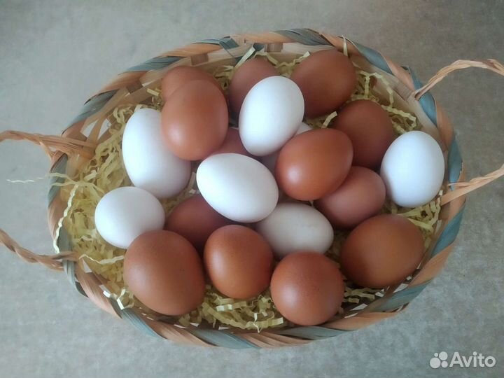 Домашние куриные яйца