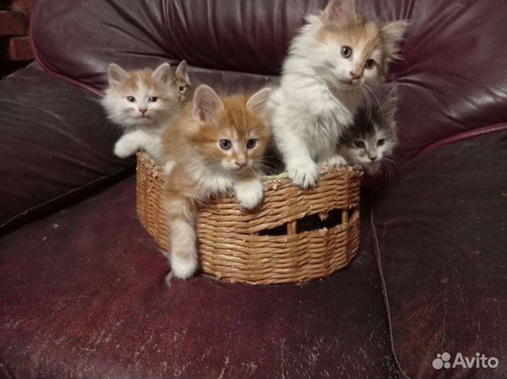 Курильчата -рысята