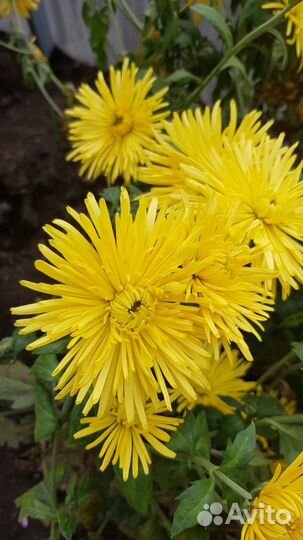 Хризантемы мультифлора