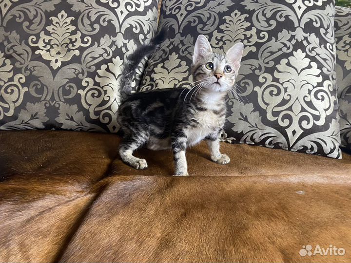 Роскошная Чаузи ф2 кошечка Монако