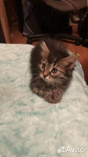 Котенок девочка месяц