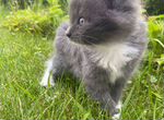 Серый пушистый котенок