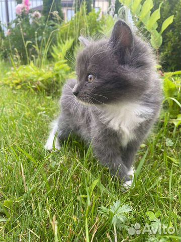 Серый пушистый котенок объявление продам