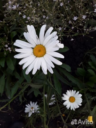 Многолетние цветы