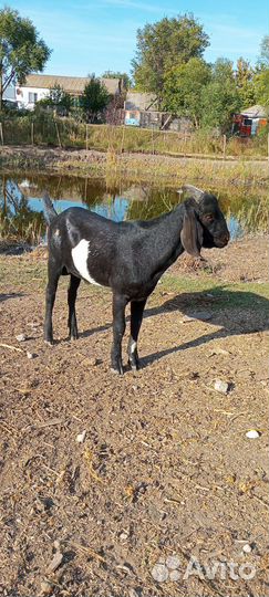 Нубийский козёл и козлик