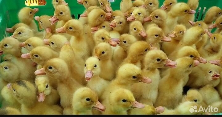 Утята ст5, старт 53