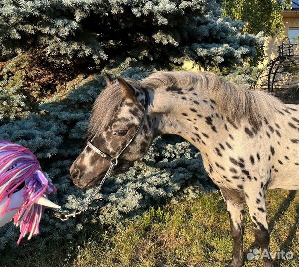 Американская мини лошадь (мини пони аппалуза)