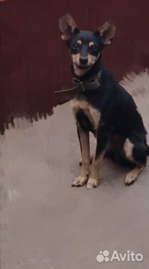 Отдам в добрые руки