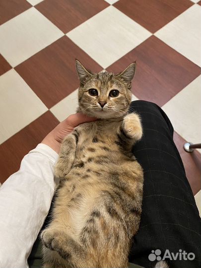 Кошка мечта