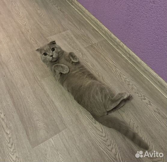 Чистокровный британец