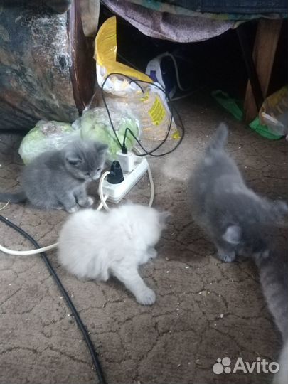 Отдам котят в добрые руки