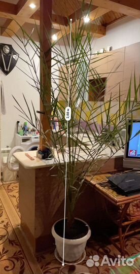 Финиковая пальма