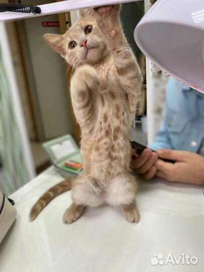 Рыжий котенок мальчик в добрые руки