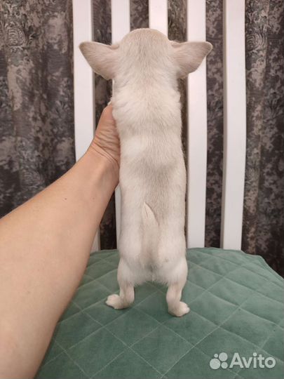 Щенки чихуахуа