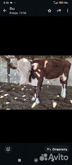 Бычок герефорд