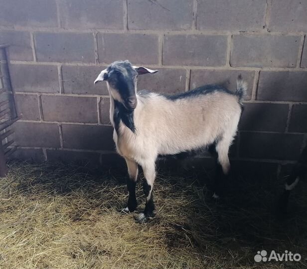 Зааненские козы