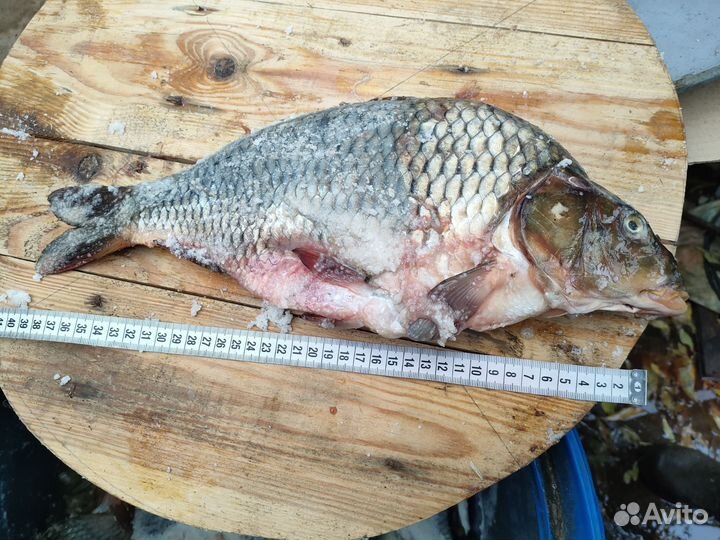 Карп соленый