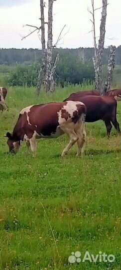 Торг уместен обмен