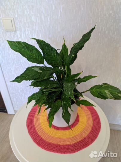 Спатифиллум gemini