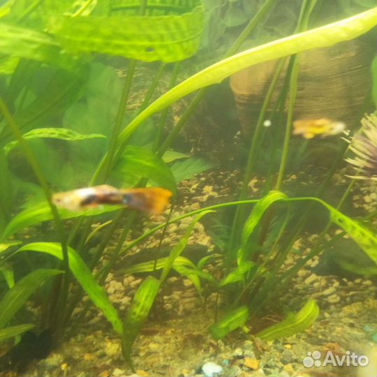 Аквариумные рыбки гуппи, креветки