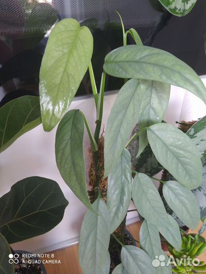 Комнатные растения