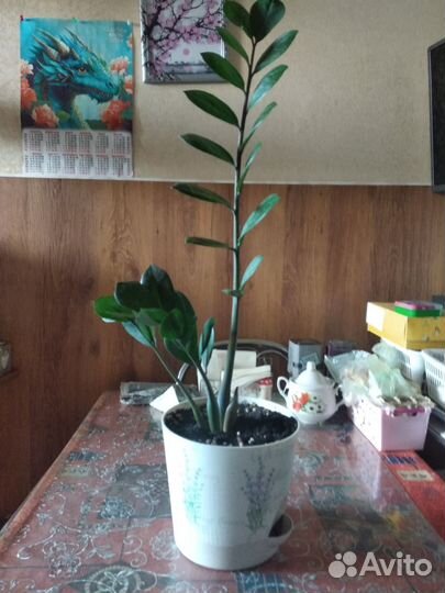 Комнатные цветы