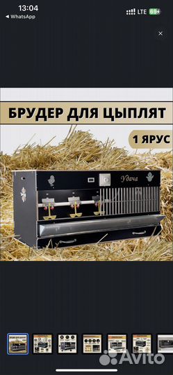 Брудер для цыплят до 250 голов