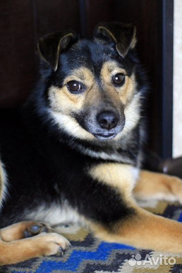 Мушенька ищет дом