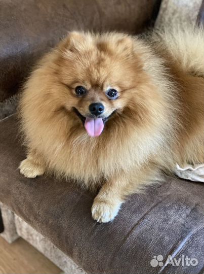 Шпиц вязка мальчик