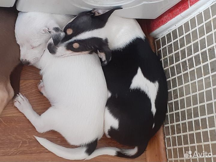 Щенки в добрые руки