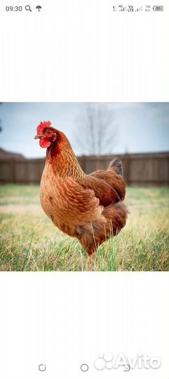 Куры несушки ломан браун