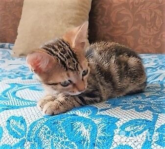 Девчушка ищет свой дом