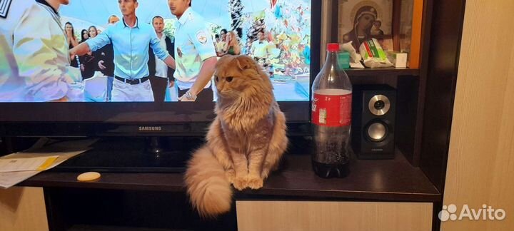 Кошка в дар