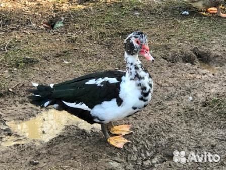 Мясо утки