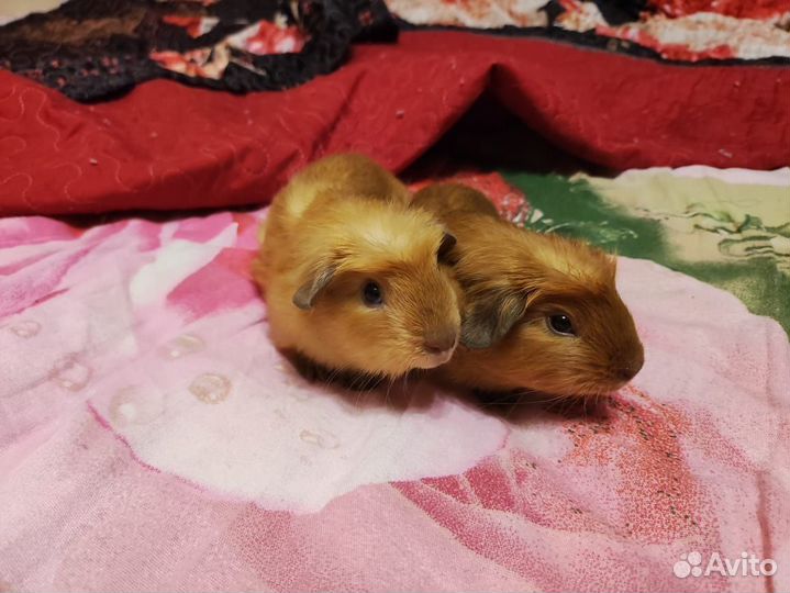 Морские свинки