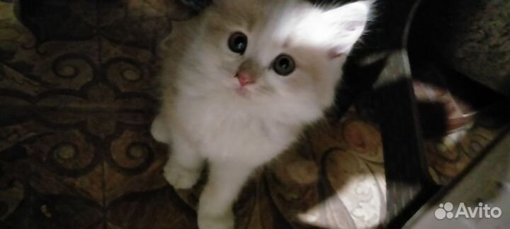 Коты бесплатно