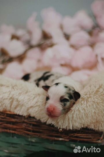 Щенки аусси