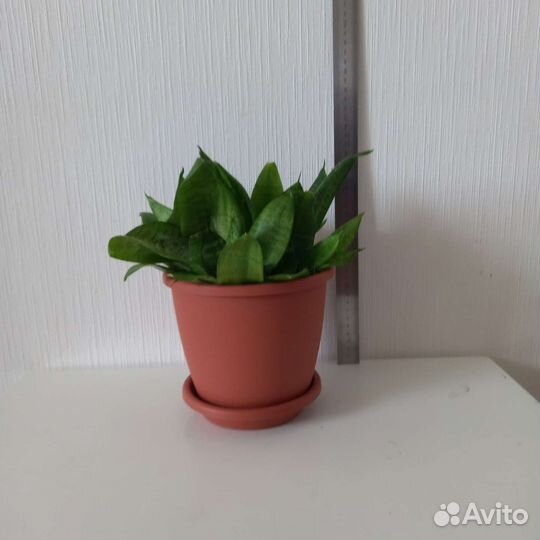 Сансевиерия