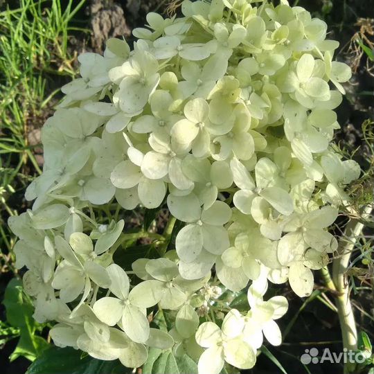 Гортензия метельчатая Фантом и Лаймлайт