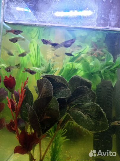 Украшение для аквариума