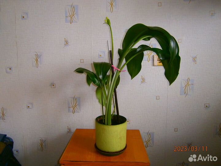 Комнатные цветы. Эухарис (Амазонская лилия)