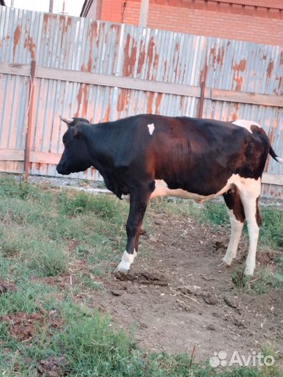 Корова зимой должна отелиться первый раз