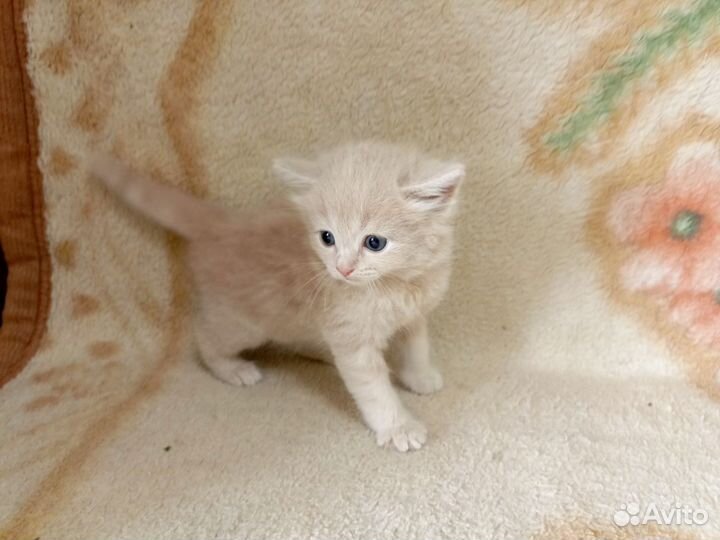 Котята 1 мес. пушистые