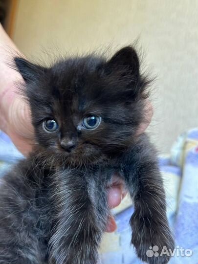 Котята в добрые и любящие руки