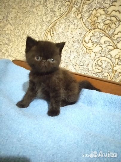 Экзотические котята